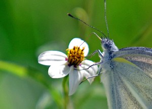 Small cabbage white (Doi Sutep Nov 2013) 4