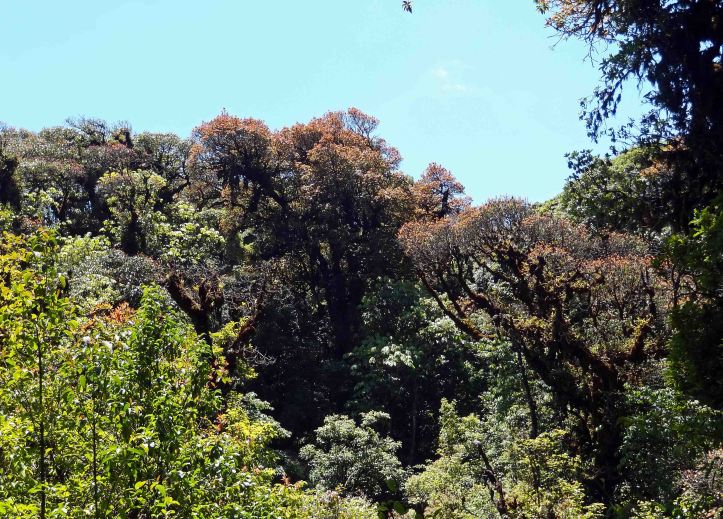 Beautifully coloured trees on the Ang Ka Nature trail
