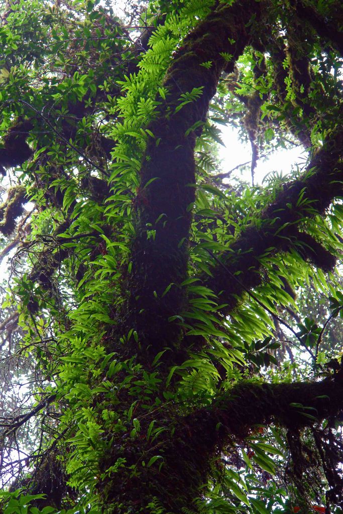 Tree covered in ferns and epiphytes on the Ang Ka trail