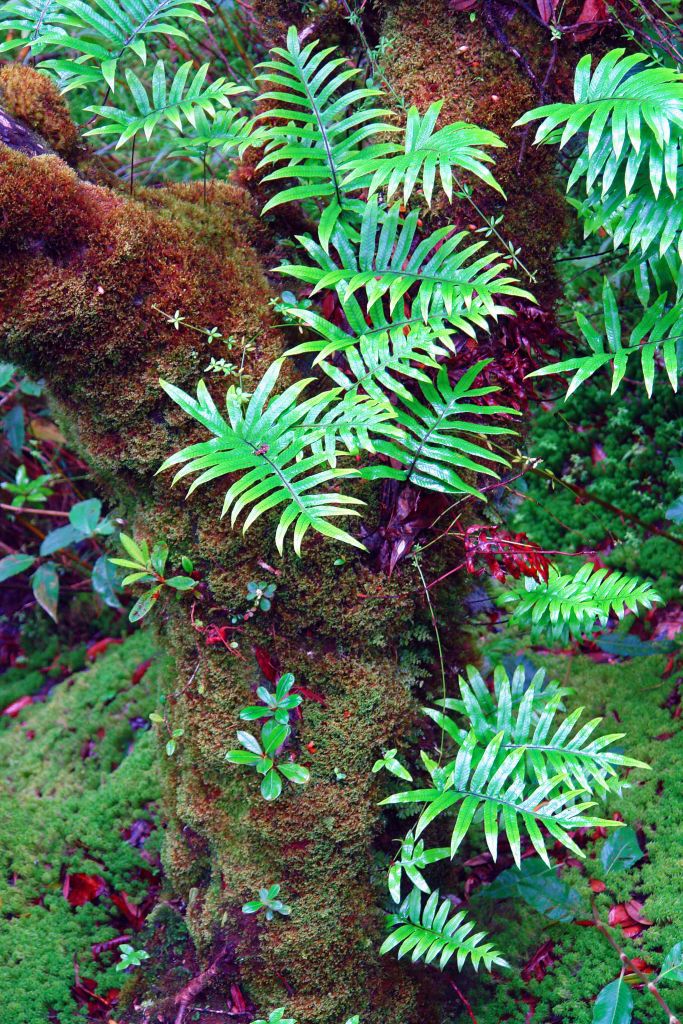 Fern-covered tree on Ang Ka Nature trail 