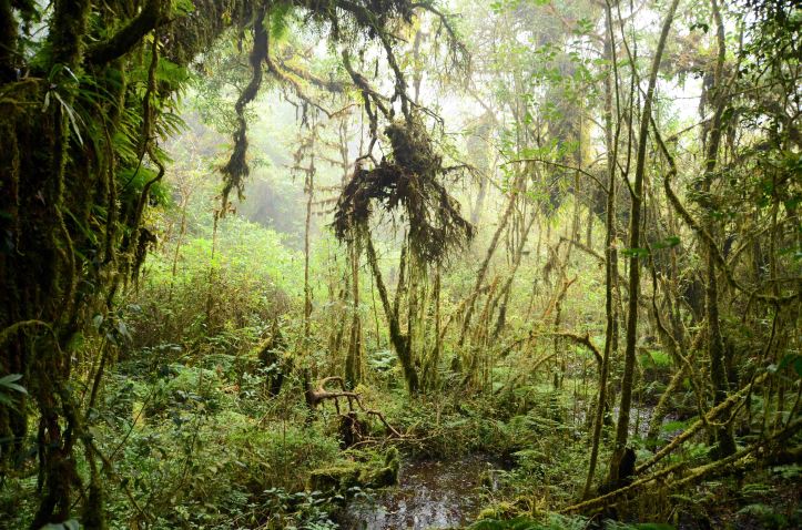 Ang Ka Nature trail, Doi Inthanon (2)