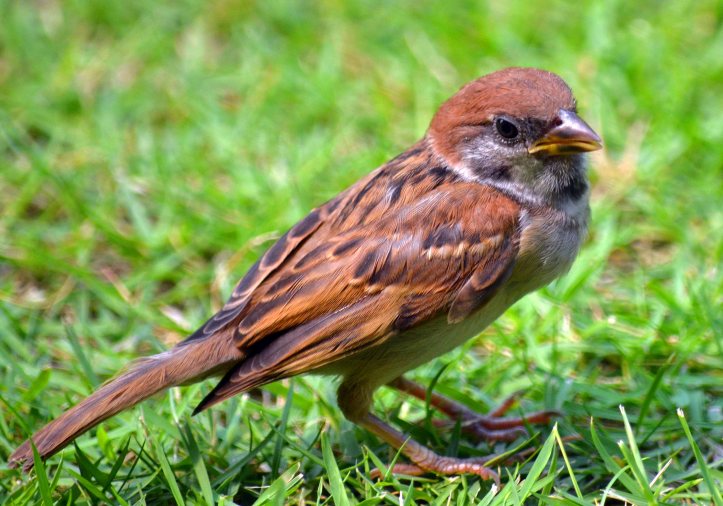 Asian tree sparrow juvenile