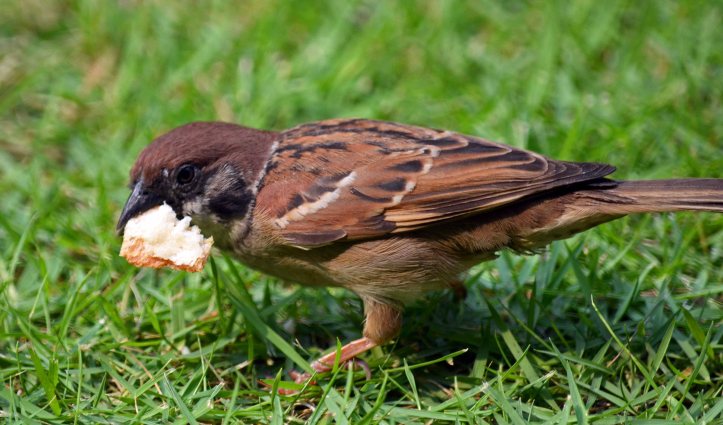 Asian tree sparrow with bread