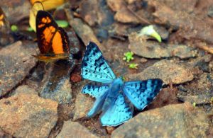 Black-patched metalmark (Lasaia agesilas)  with damaged hind wing