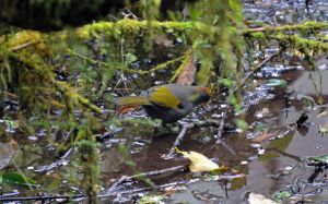 Chestnut-capped Laughing thrush hunting for food on the wet forest floor.