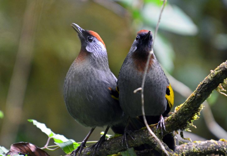 Chestnut-capped Laughingthrushes (Garrulax mitratus)
