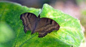 Chocolate pansy (Junonia iphita) with symmetrically damaged hind wings
