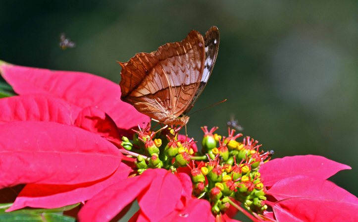 Common Cruuiser (Vindula erota erota) female feeding on poinsettia 