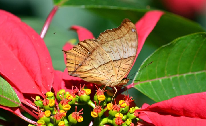 Common Cruuiser (Vindula erota erota) with proboscis inserted into cup-shaped nectar gland