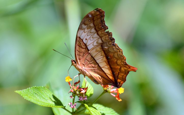 Common Cruuiser (Vindula erota erota) female feeding on a lantana floret