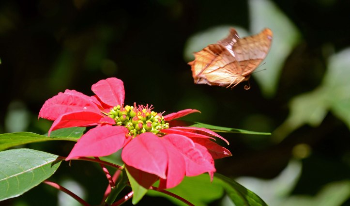 Common Cruuiser (Vindula erota erota) female taking off from a poinsettia flower