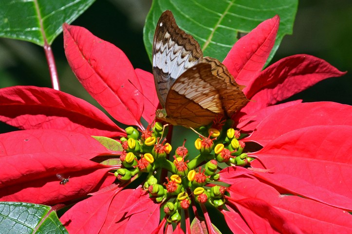 Common Cruuiser (Vindula erota erota) Chiang Mai