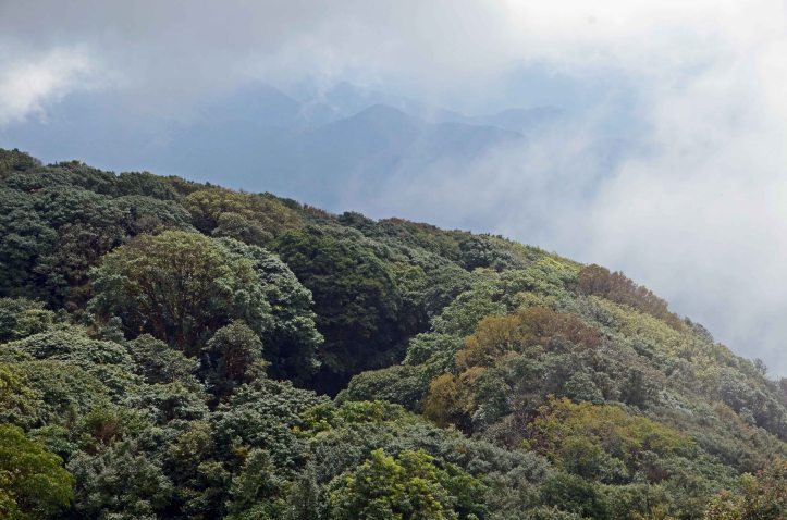 Forest canopy Kew Mae Pan, Nature Trail - Doi Inthanon National Park 