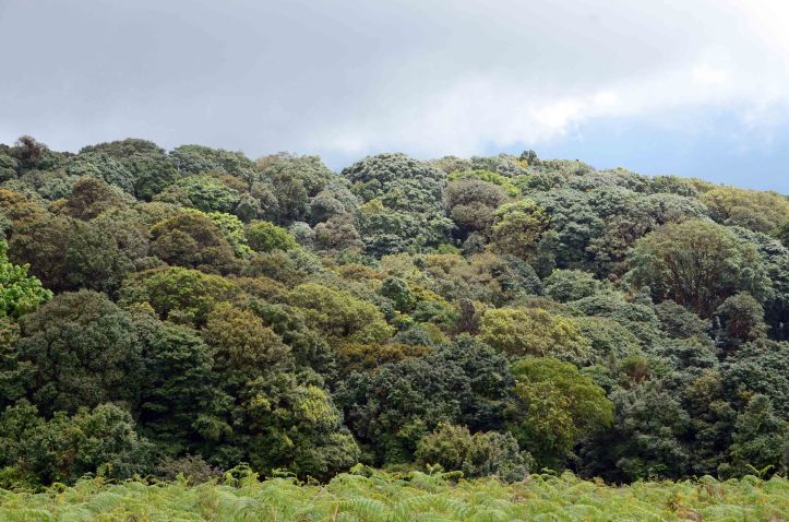 Forest canopy Kew Mae Pan, Nature Trail - Doi Inthanon National Park