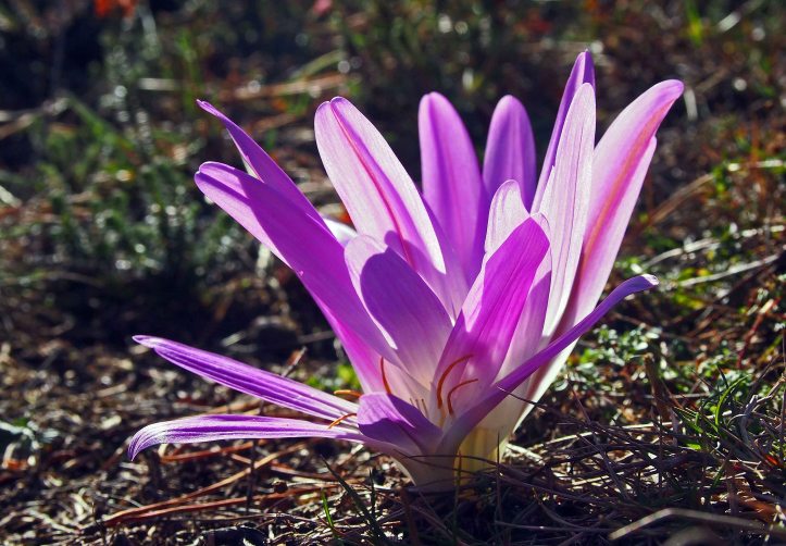 Merendera montana (L.) Lange 