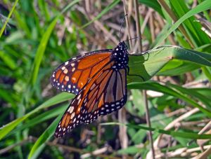 Monarch, Argentina