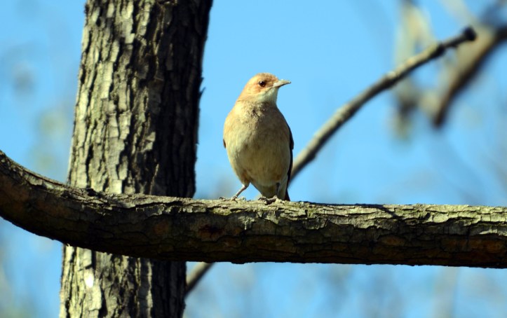 The Rufous Hornero (Furnarius rufus)