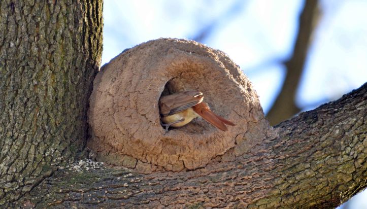  A Rufous Hornero (Furnarius rufus) nest or oven