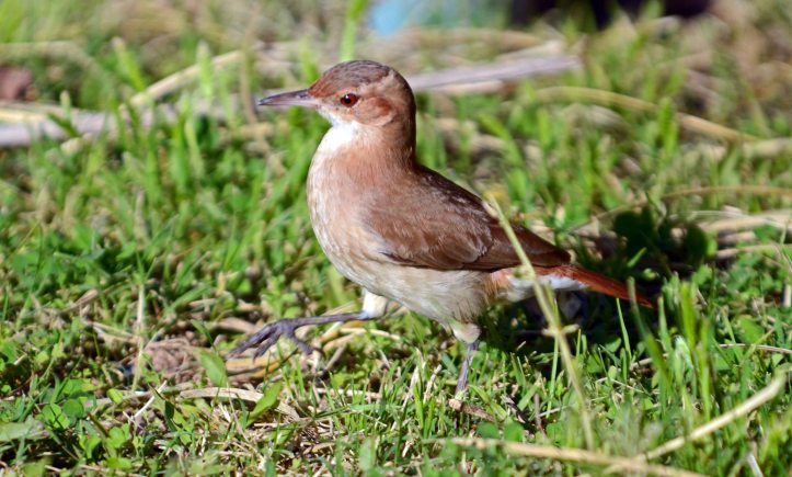 The Rufous Hornero (Furnarius rufus)