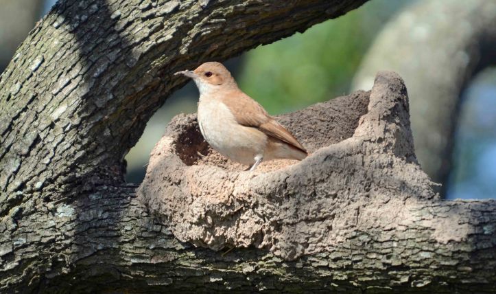  Rufous Hornero (Furnarius rufus) building a nest