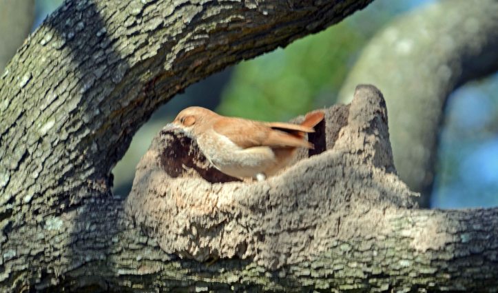  Rufous Hornero (Furnarius rufus) applying mud to the side of the nest