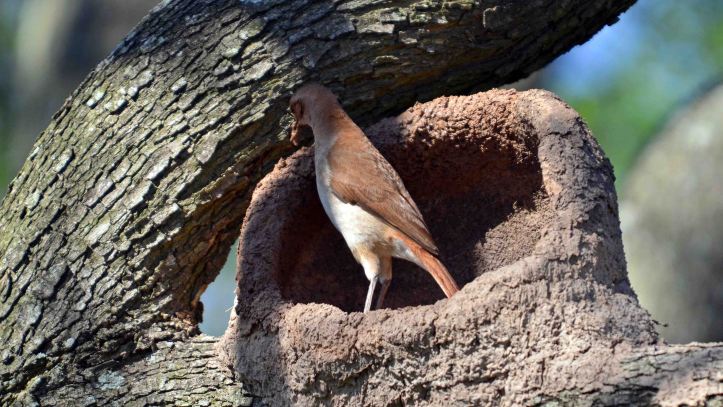  Rufous Hornero (Furnarius rufus) building up the back of the nest