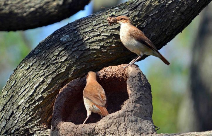A pair of  Rufous Horneros (Furnarius rufus) building a nest together