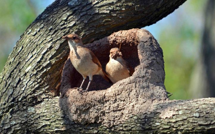  A pair of Rufous Horneros (Furnarius rufus) building a nest