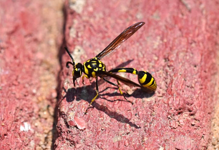 Potter wasp (Phimenes flavopictus) Chiang Mai 1