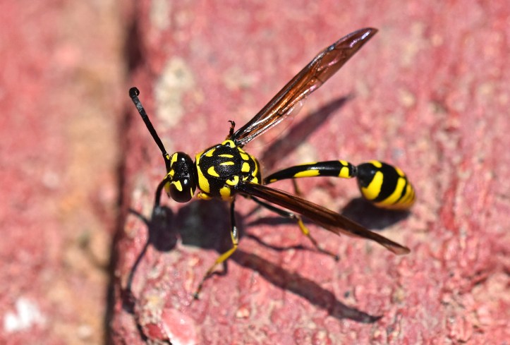 Potter wasp (Phimenes flavopictus) Chiang Mai 2