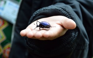 Purple dung beetle Doi Inthanon
