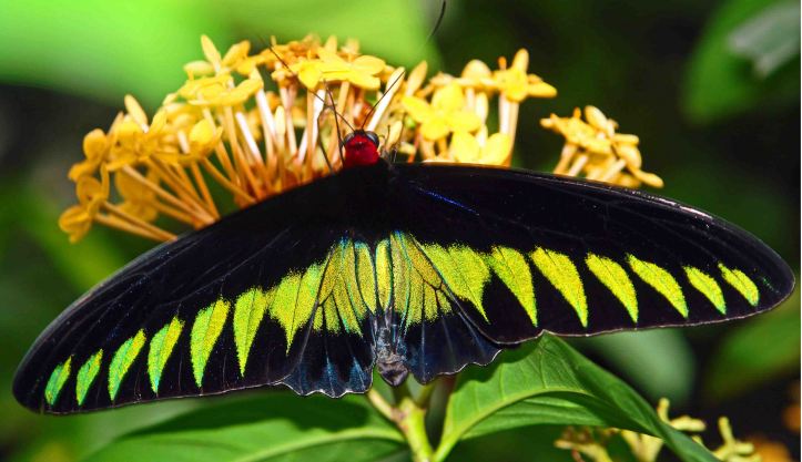 Raja Brooke's birdwing (Trogonoptera brookiana)