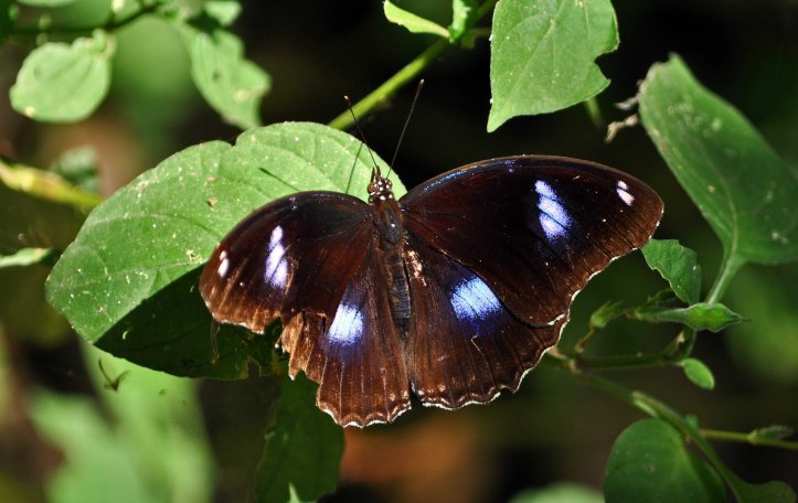 The Great Eggfly (Hypolimnas bolina jacintha) male UP Chiang Mai Zoo