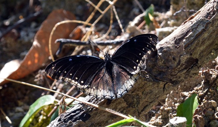 The Great or Jacintha Eggfly (Hypolimnas bolina jacintha) Chiang Mai Zoo