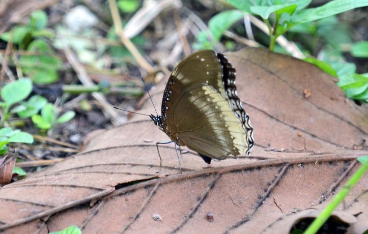 The Great or Jacintha Eggfly (Hypolimnas bolina jacintha) UW Chiang Mai Zoo