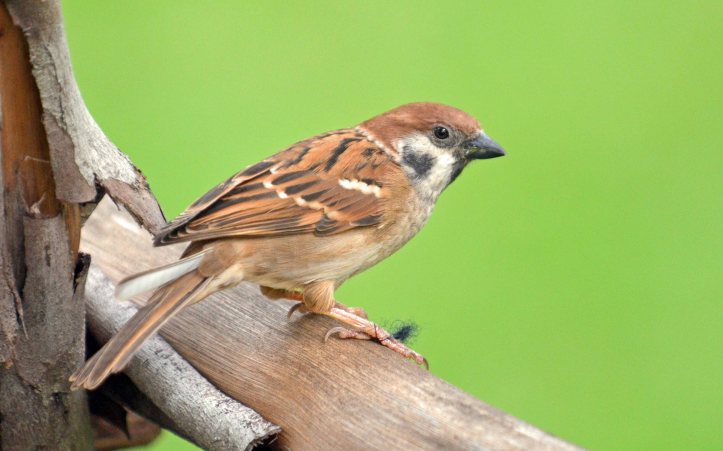 Asian tree sparrow (Passer montanus malaccensis)