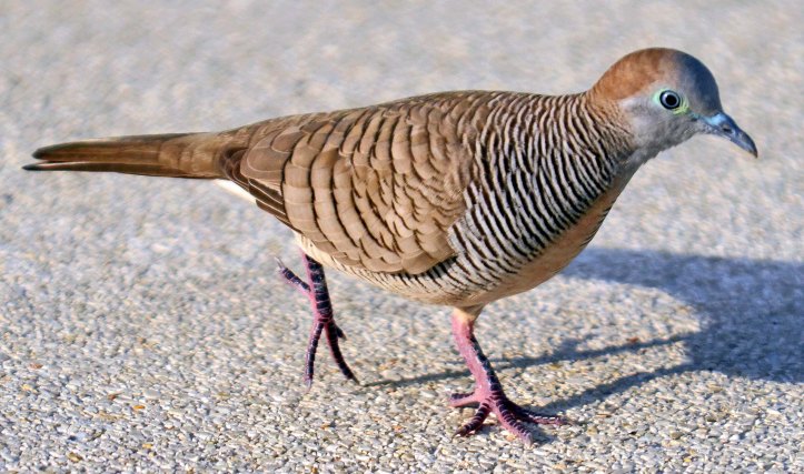 Zebra finch (Columba striata) 