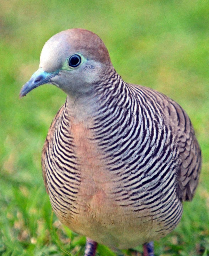Zebra finch (Geopelia striata) showing narrow pink strip on the breast