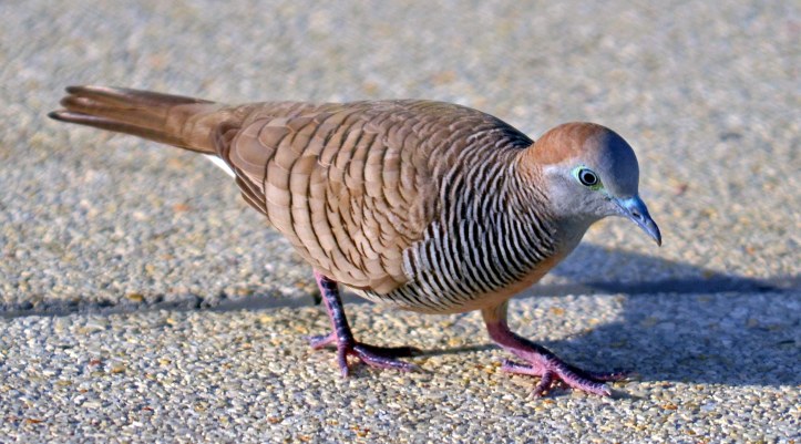Zebra finck (Geopelia striata)