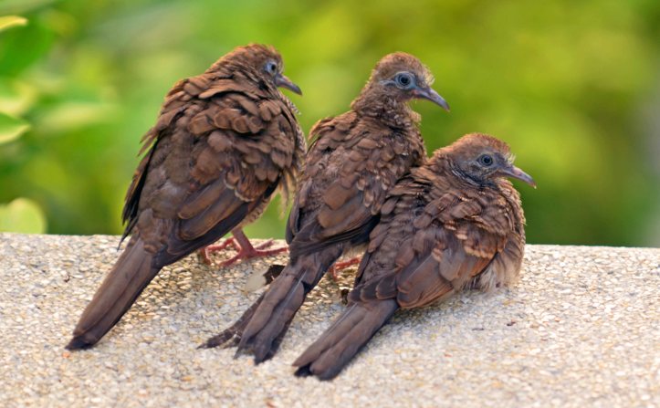 Juvenile Zebra (Geopelia striata) doves 'sun-bathing'