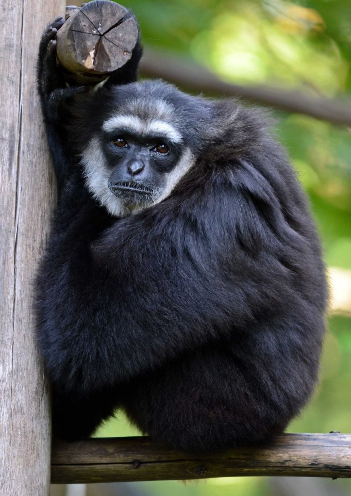 Agile or black-handed gibbon (Hylobates agilis)