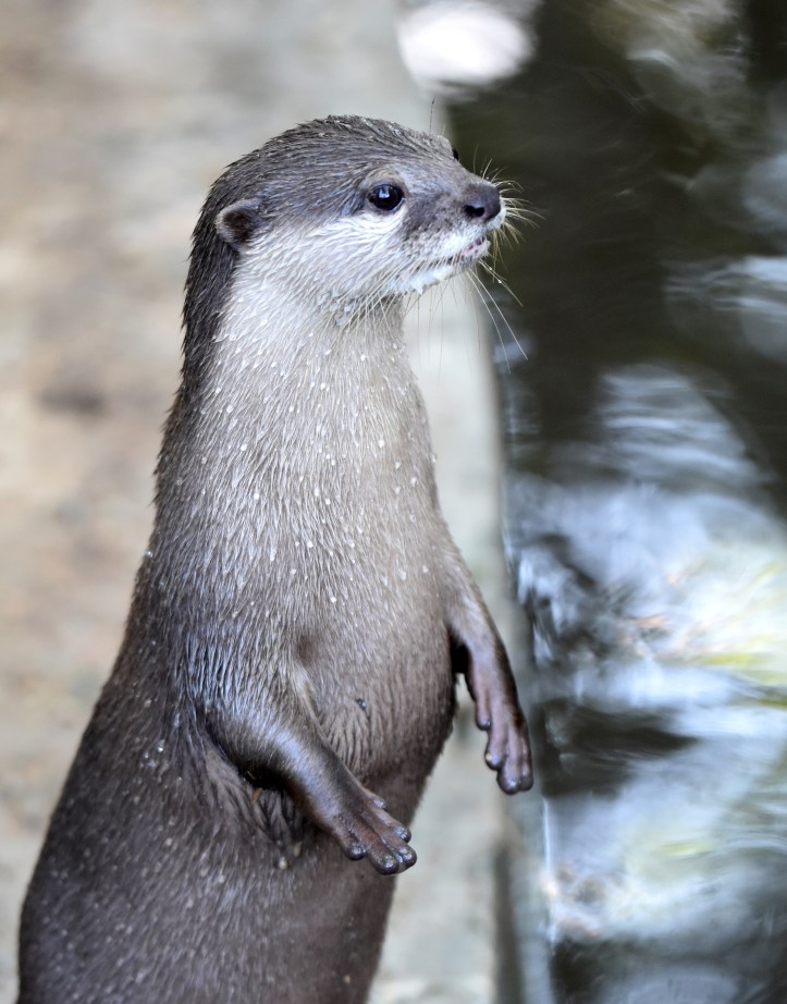 asian small-clawed otter (amblonyx cinerea) chiang mai zoo 2