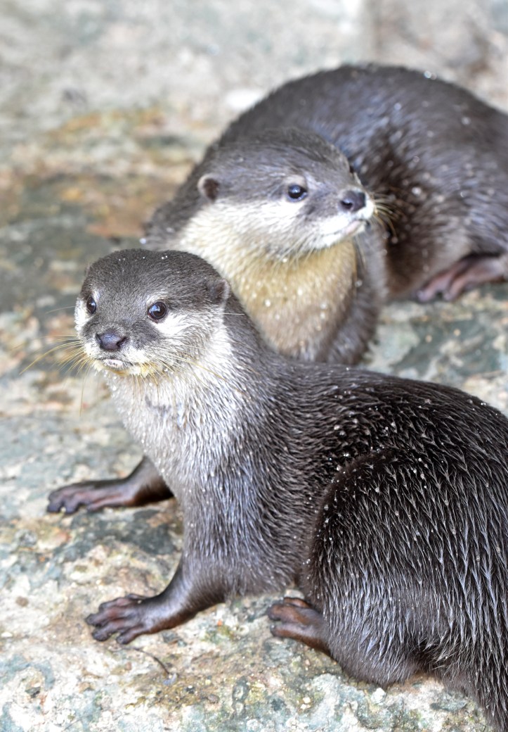 asian small-clawed otter (amblonyx cinerea) chiang mai zoo 4