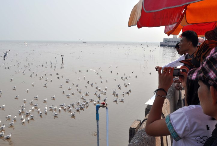 Visitors feeding and phtographing the birds at Bang Poo