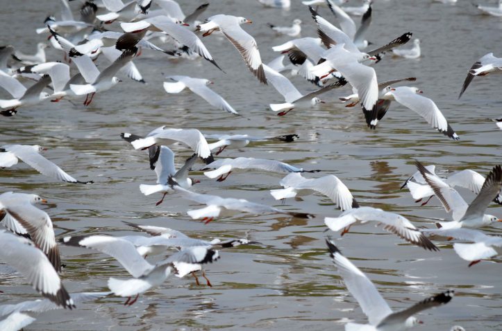 Brown-headed gull flock (Larus brunnicephalus)  in flight catching food