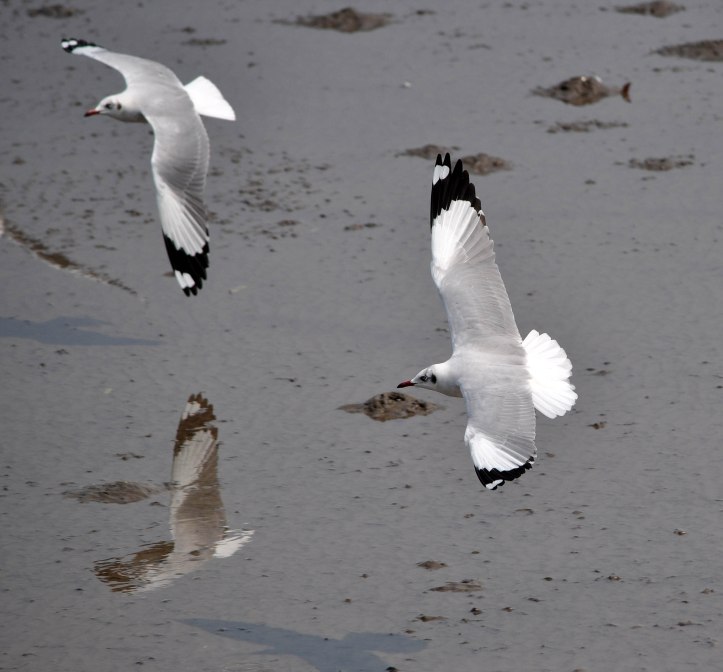Brown-headed gulls (Larus brunnicephalus) adult winter in flight