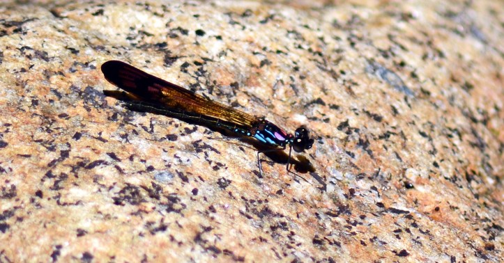 Unidentified damselfy, Gunung Gading National Park, Sarawak