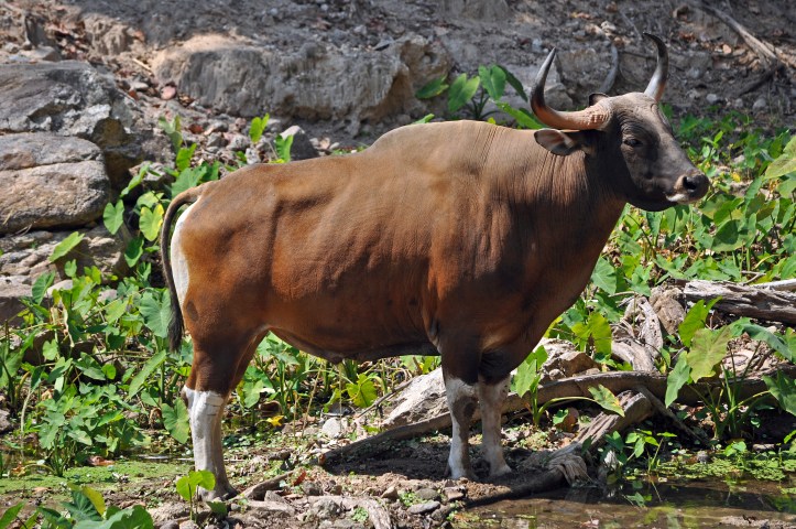 gaur