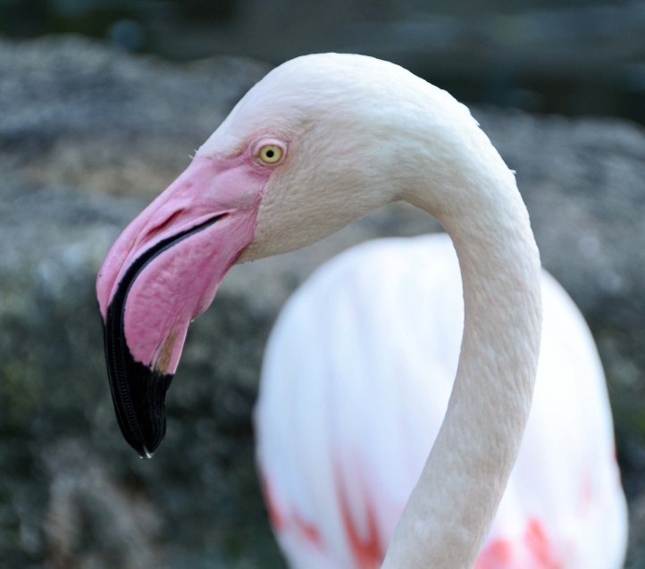 Greater Flamingo (Phoenicopterus roseus) - Chiang Mai zoo