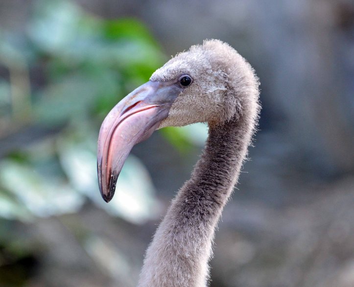 Greater Flamingo (Phoenicopterus roseus) chick - Chiang Mai zoo
